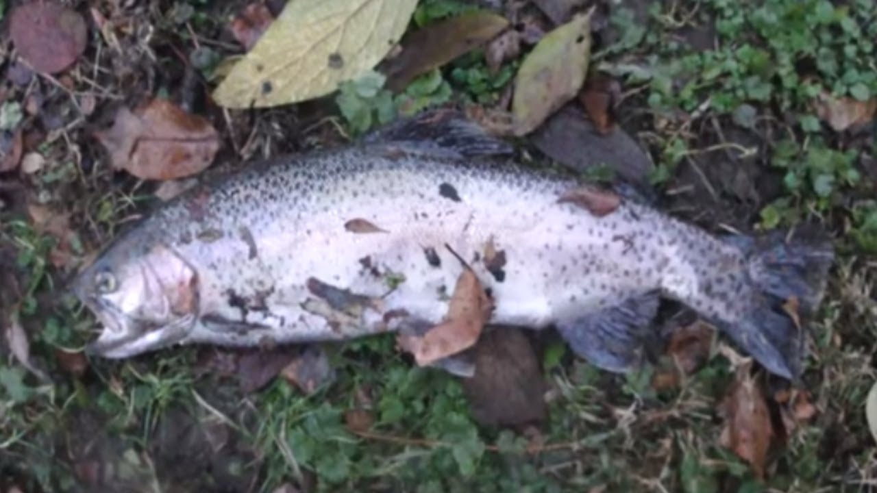 How NOT to Rep Your Water - Apple Creek Trout - Wooster, OH