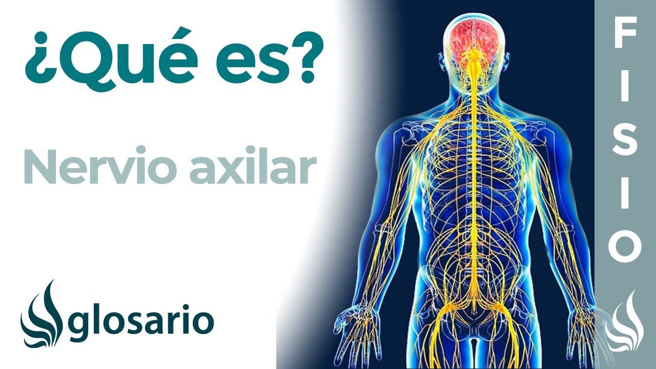 NERVIO AXILAR | Qu&eacute; es, d&oacute;nde se origina, recorrido, ramificaciones, qu&eacute; zonas inerva y lesiones