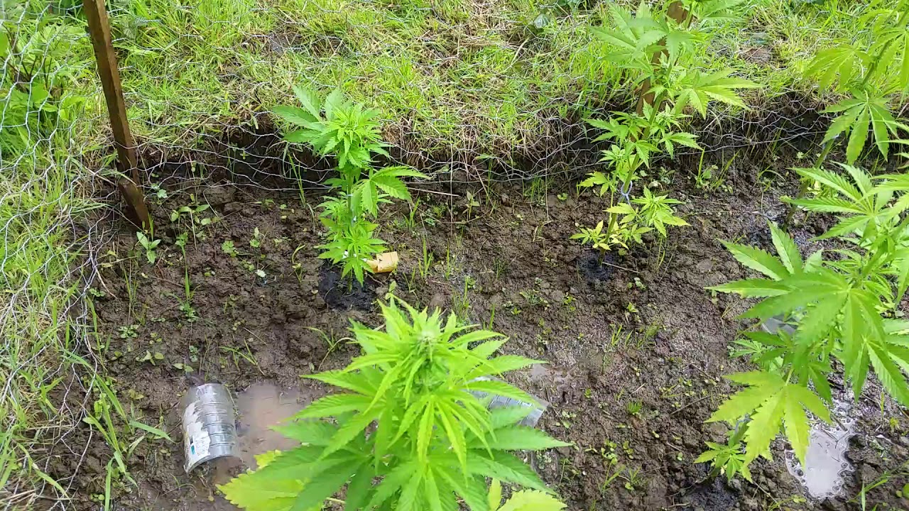 Outdoor autoflower grow 2017 update 8 (18+)