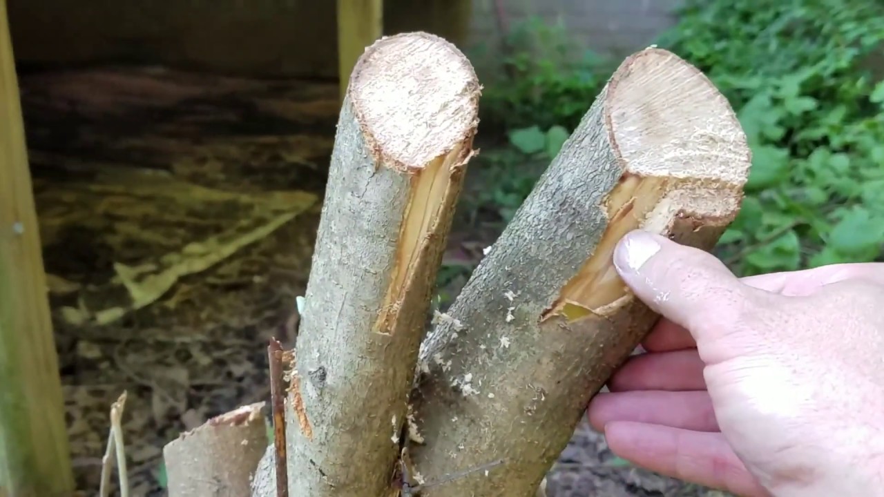 Cutting Down a Shasta Viburnum