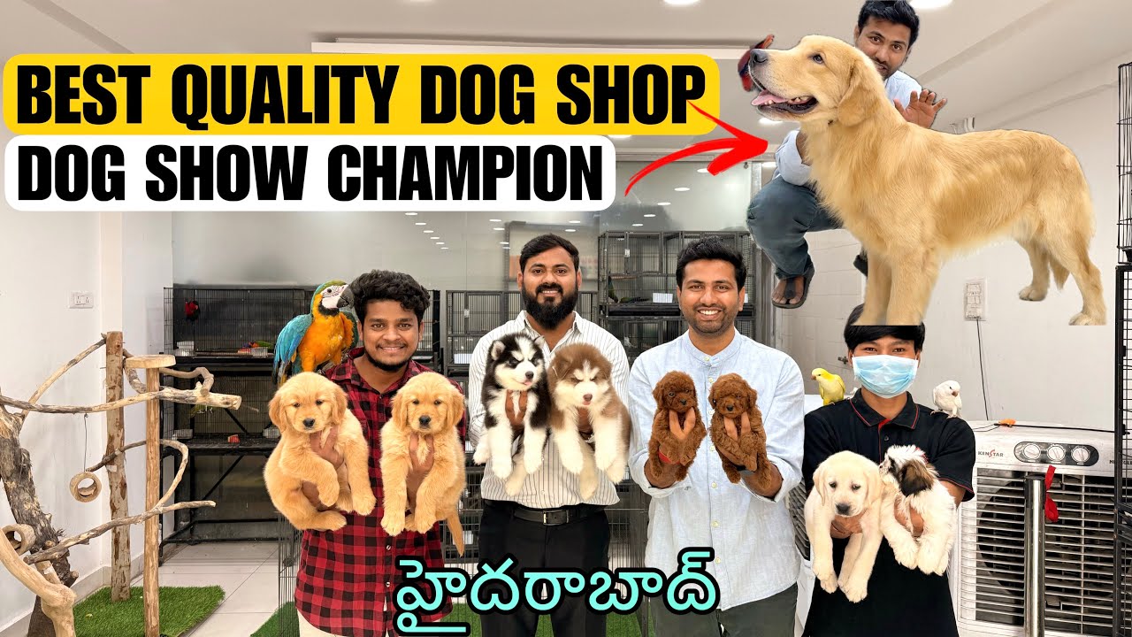BEST DOGS SHOP IN TELUGU | SHOW CHAMPION GOLDEN RETRIEVER | HYDERABAD