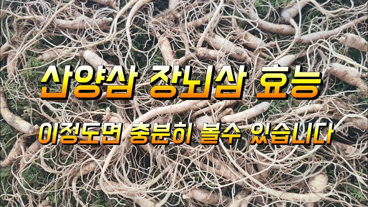 장뇌삼 산양삼은 얼마나 된걸 먹어야 효능을 볼수 있는거야