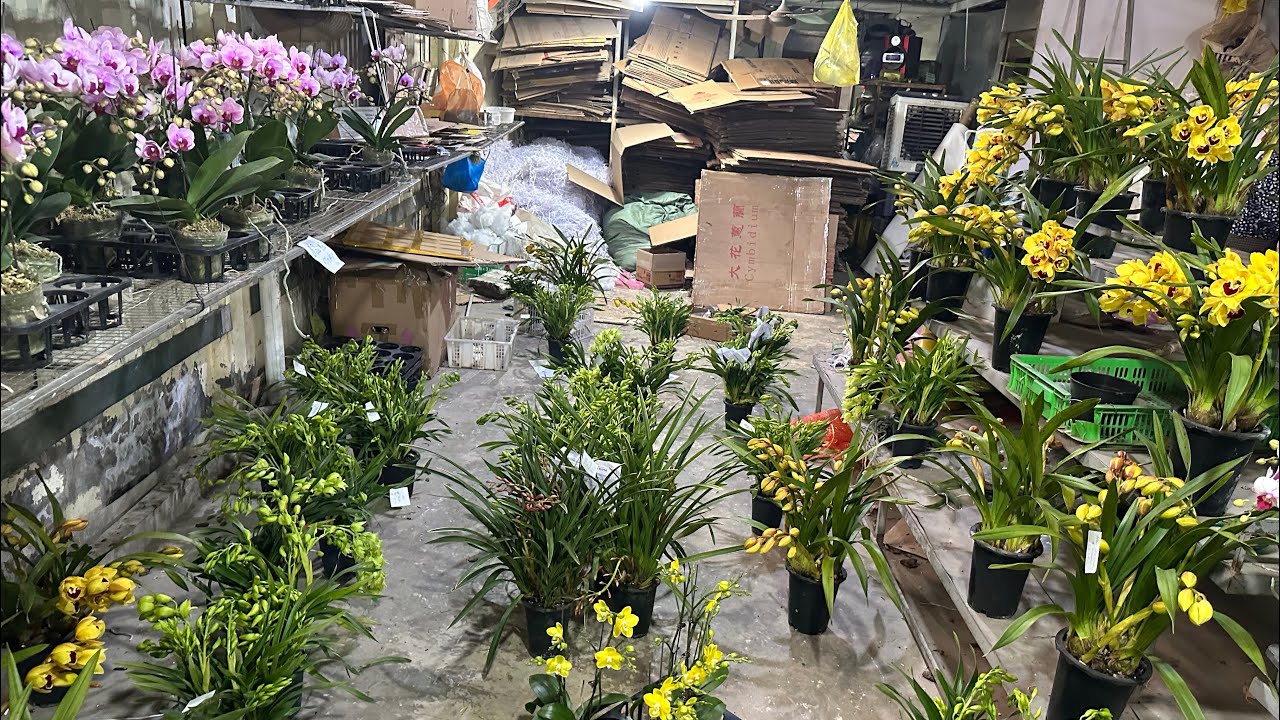 Trưa 13/1 cuối năm nhiều hàng giảm giá…hoa lan tết giá rẻ…lh 0393998895/0966121377