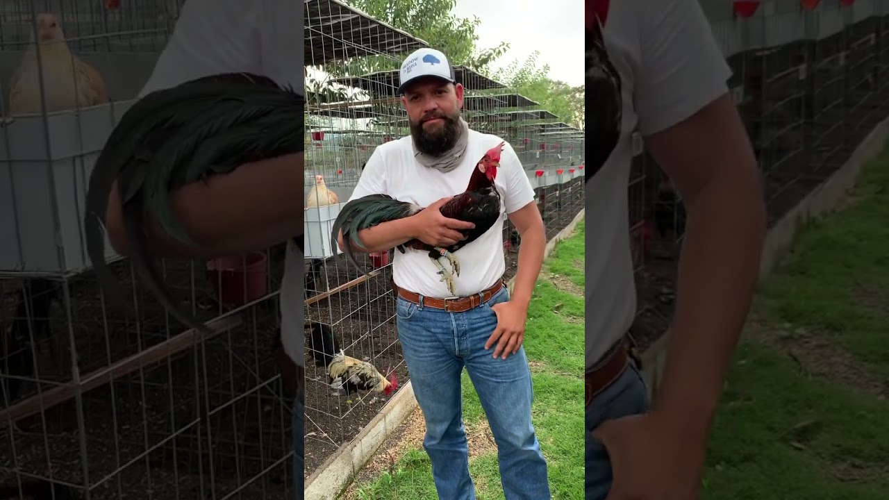 ACLIMATACIÓN 🐓🐓🐓