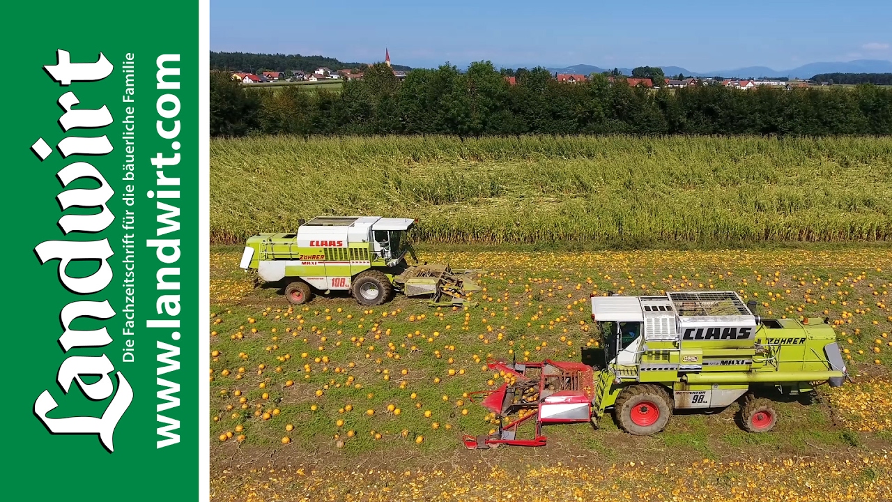 Kürbisernte mit Claas Mähdrescher | landwirt.com