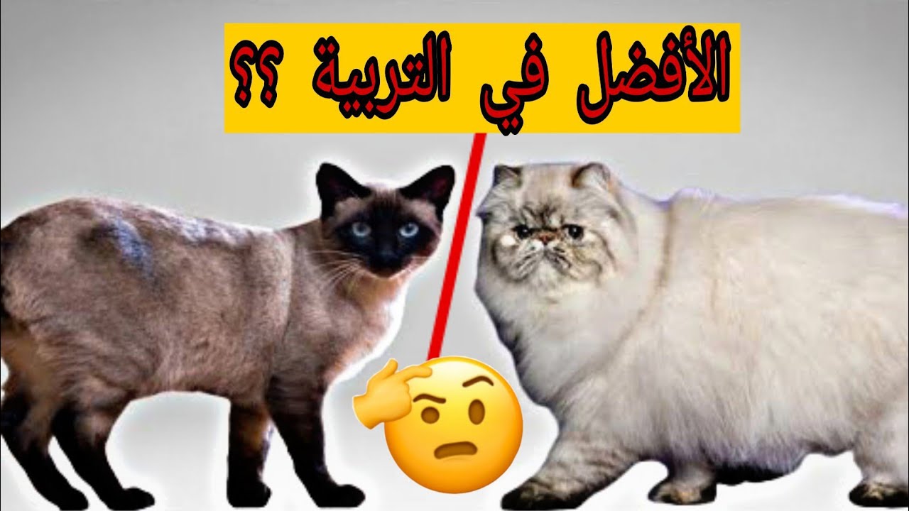 أيهما أفضل في التربية ! الشيرازى أم السيامى؟