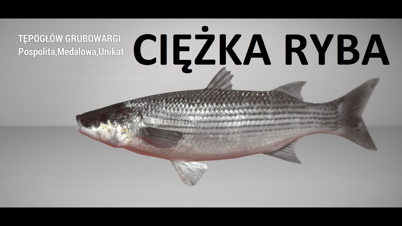 Fishing Planet - Unikatowy Tępogł&oacute;w Grubowargi kanał Gandawa