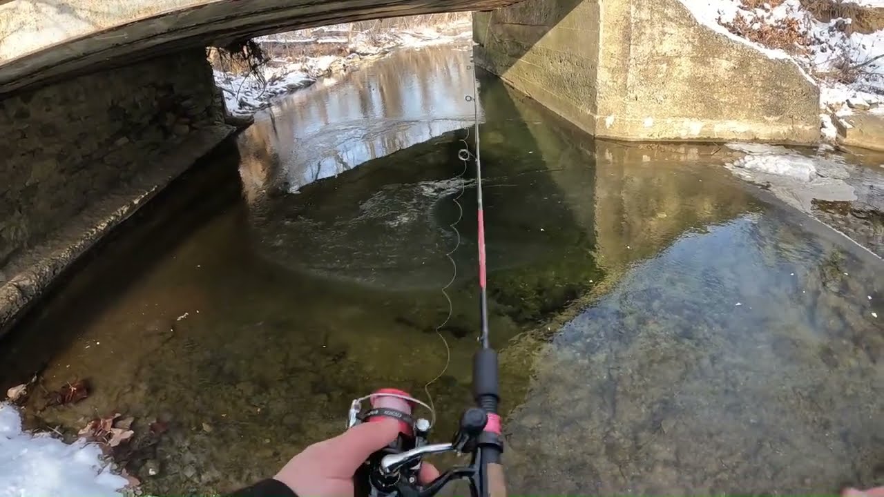 Fishing for stocked rainbow trout but I caught this instead!!