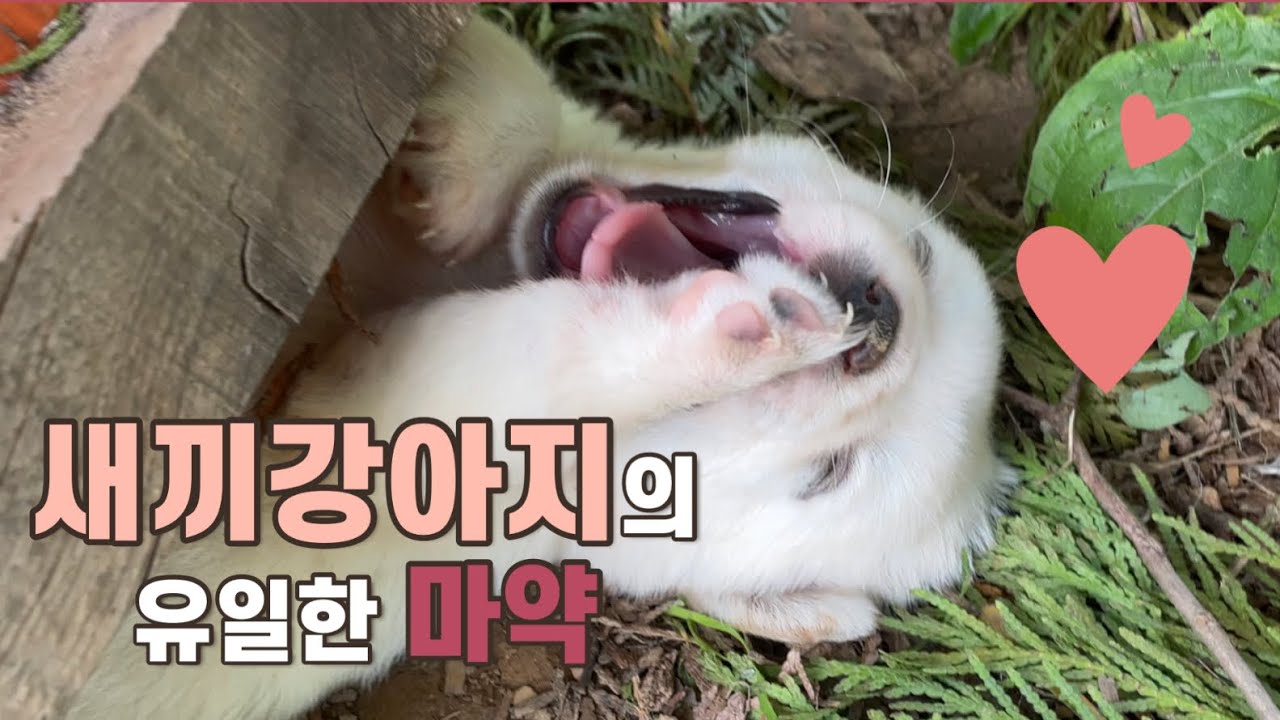 [시고르자브종] 새끼 강아지가 가장 좋아하는 것 Jelly loving puppy
