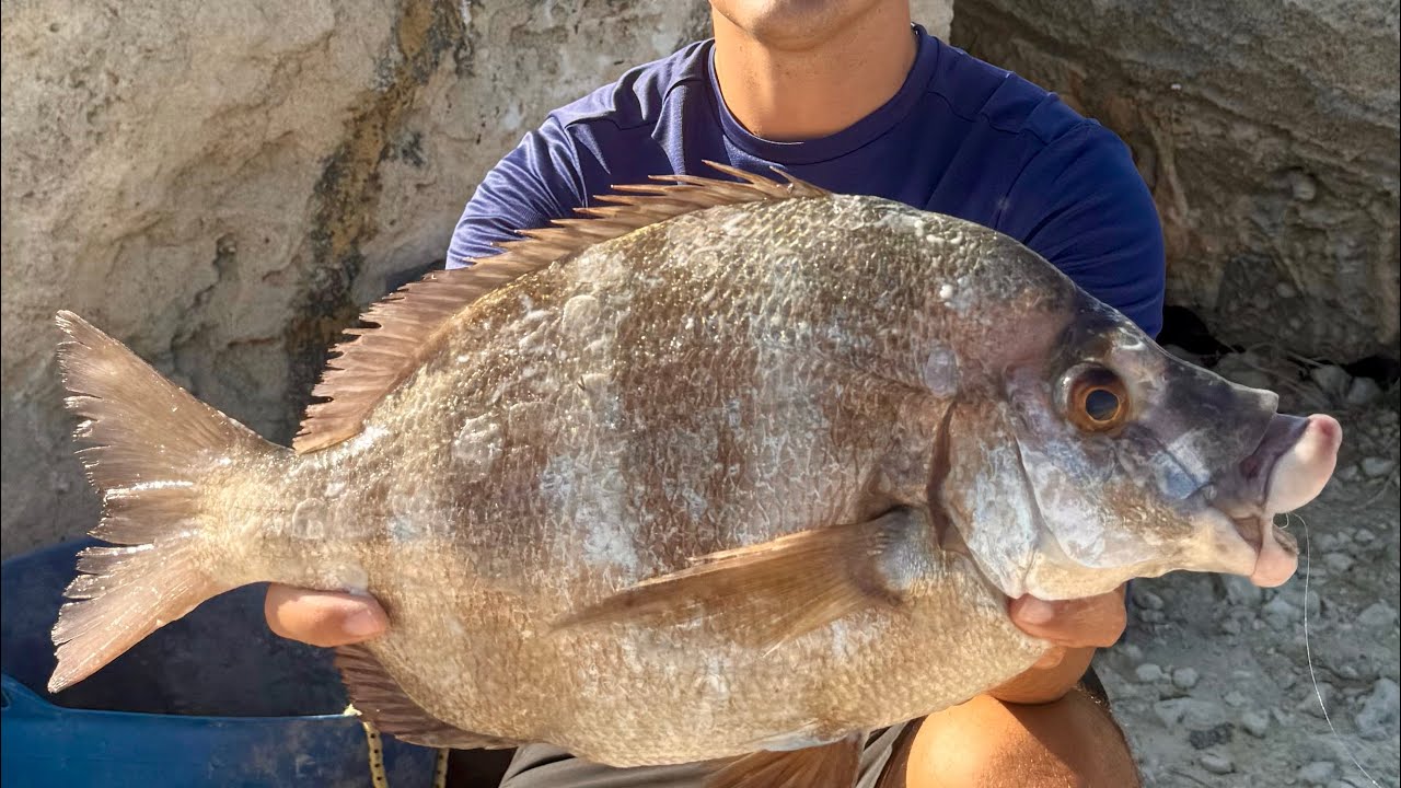 Cómo Pescar Sargos Gigantes en Espigón | Surfcasting con Tita y Fluorocarbono Juco 