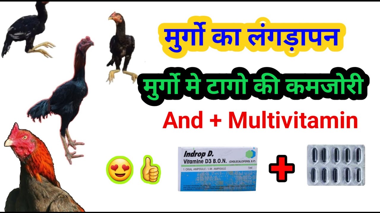 Murge ki tango ka ilaj |  Murgiyo me langdepan kailaj |  Murge ki camjor Tango Ke liye #aselmurga