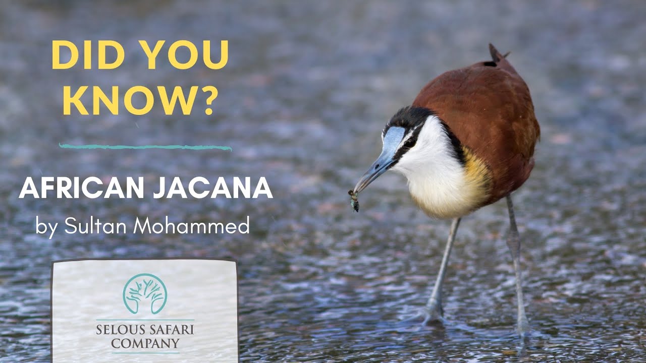 Interesting facts about the African Jacana