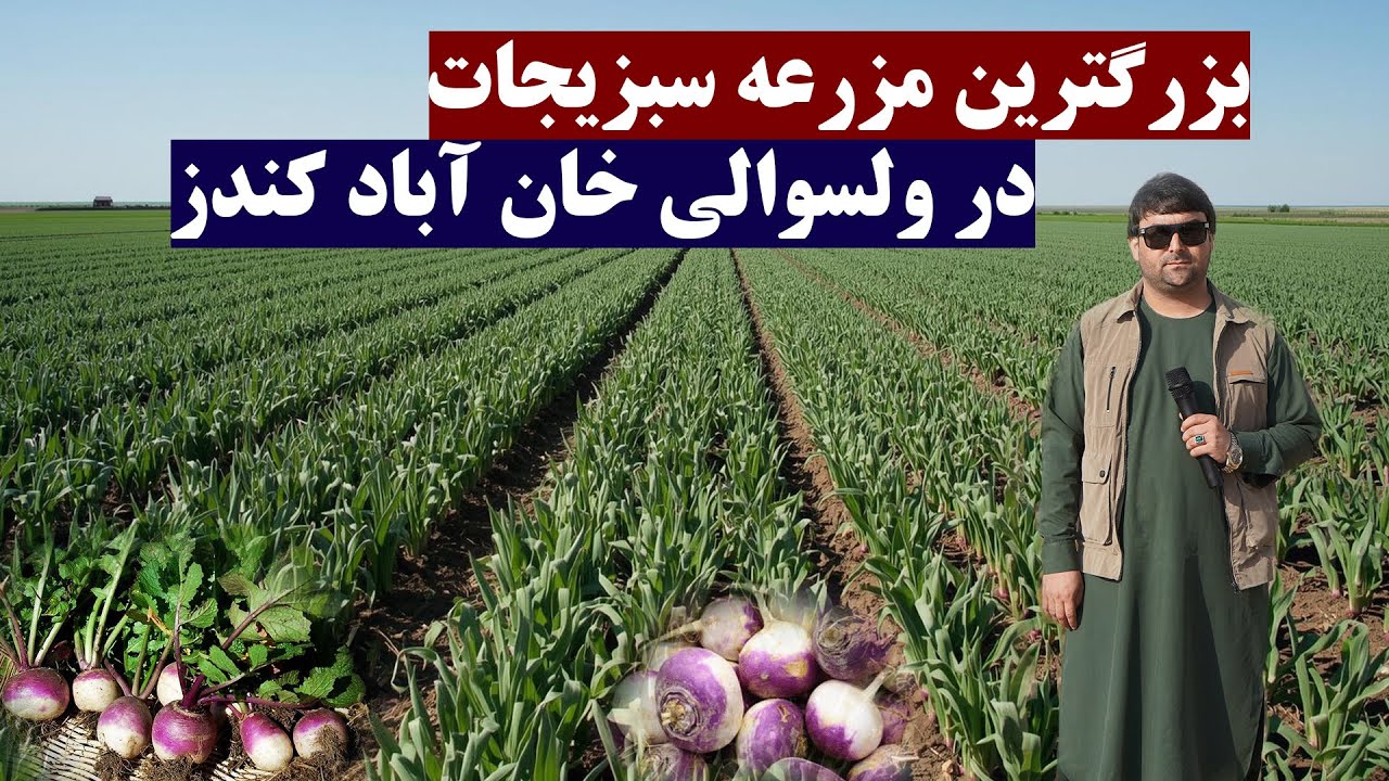 بزرگترین مزرعه سبزیجات در ولسوالی خان آباد ولایت کندز | انواع سبزی جات تازه | پیاز و شلغم | تبسم شهر