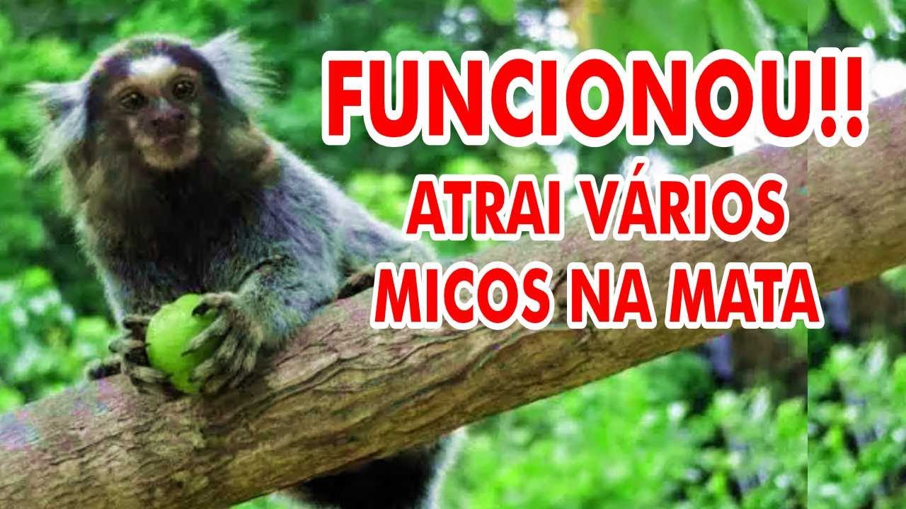 CANTO DO MICO ESTRELA PARA ATRAIR MICO ESTRELA NA MATA
