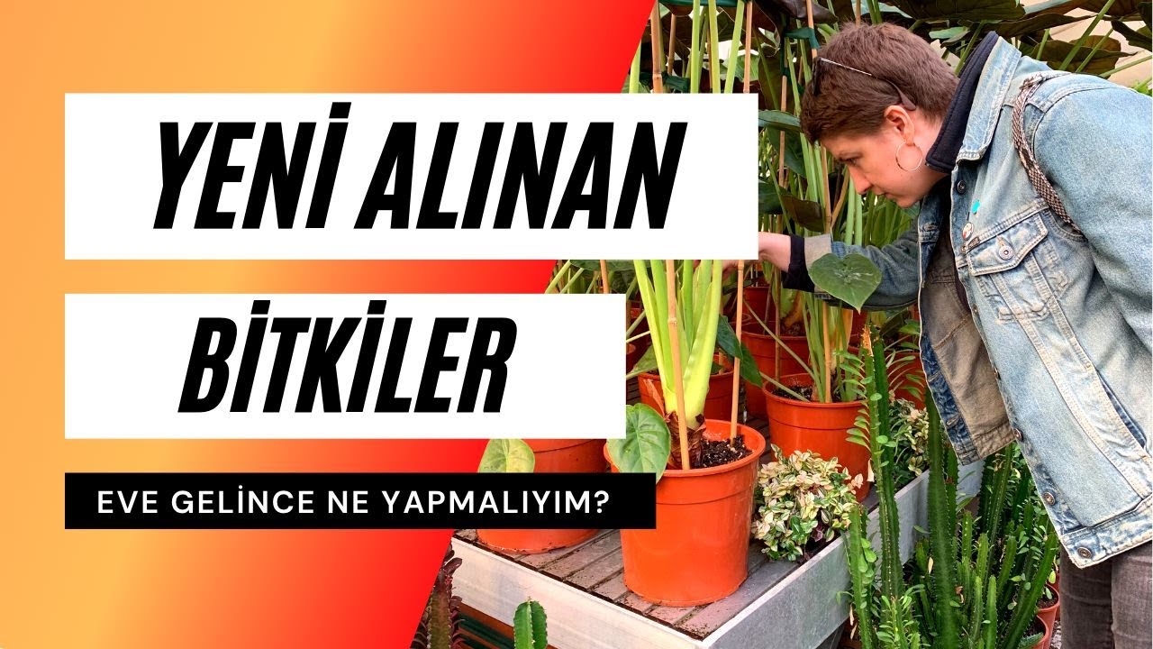 Yeni Bitkiler İçin Bakım Önerileri | Bitki Aldım Eve Geldim Ne Yapmalıyım?