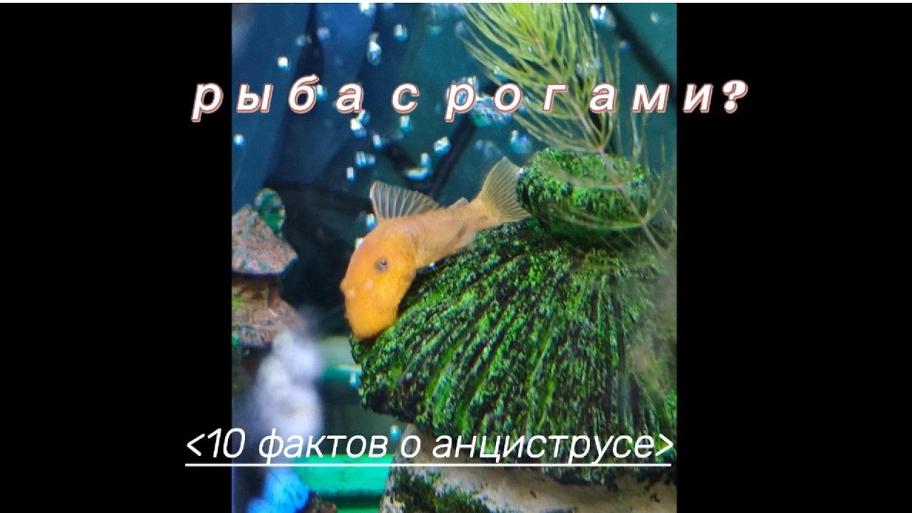 Рыба с рогами? или 10 фактов о анциструсе #аквариум #рыбы #аквариумистика #aquarium #aquariumfish