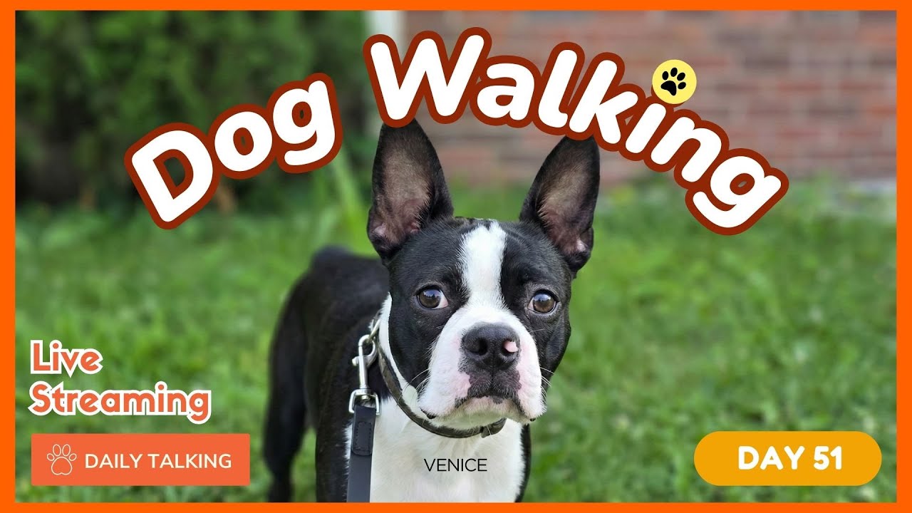 Why do dogs need to go for walks? _ English Daily Talking Day51