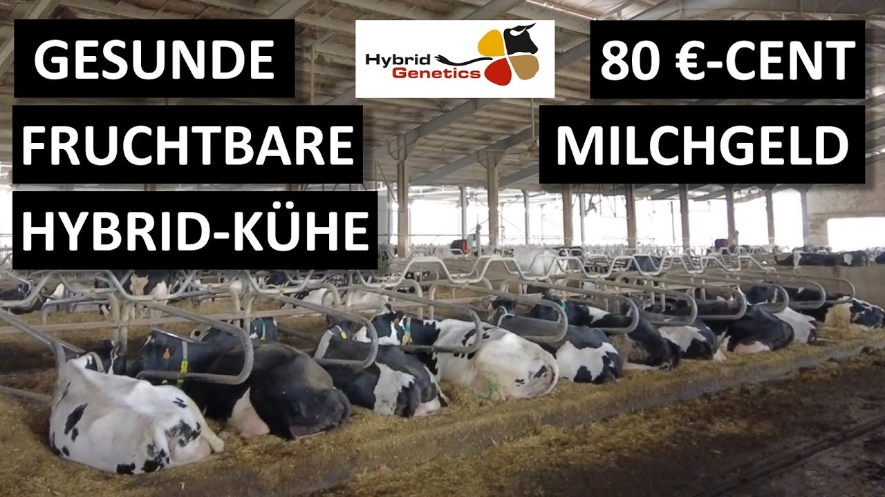 Heumilch-Holstein-Kühe gekreuzt mit Norwegian Reds in Italien #landwirtschaft #rinderzucht