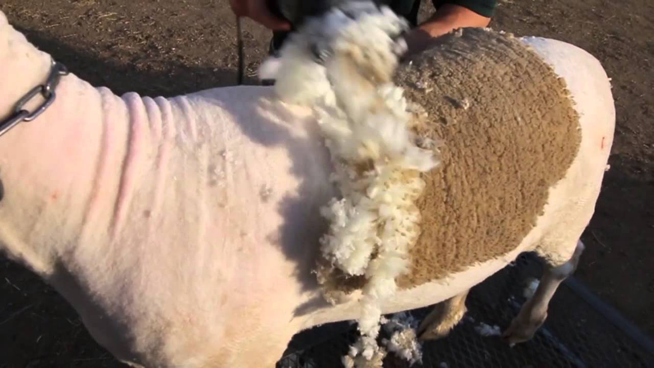 Getting CAM the Ram ready for an event