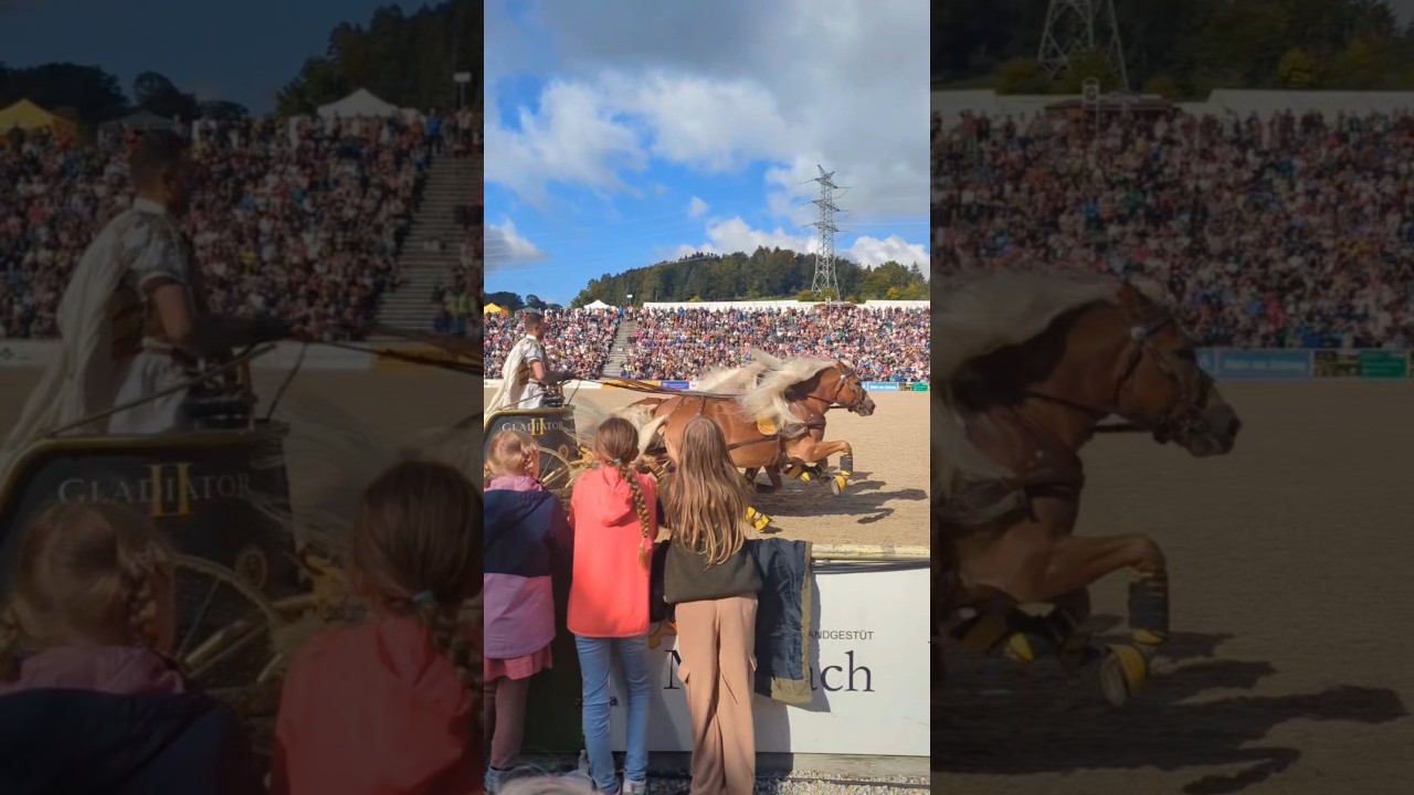 100th Year of the Stallion Parades at Marbach Stud in Germany!!! 😍🐴 #horse #equestrian #horseriding