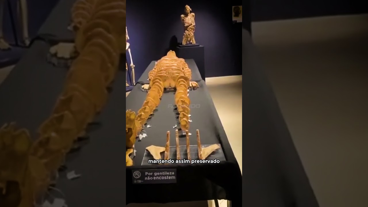 O BIZARRO MUSEU DE CI&Ecirc;NCIAS DA VIDA DE VIT&Oacute;RIA - ANATOMIA FATIADA EM EXPOSI&Ccedil;&Atilde;O NO MUSEU EM ESTUDO