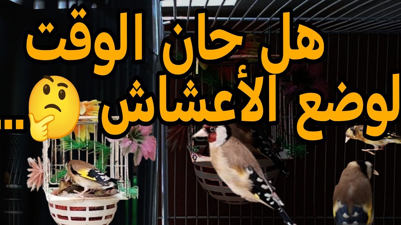 متى نقوم بوضع الأعشاش 