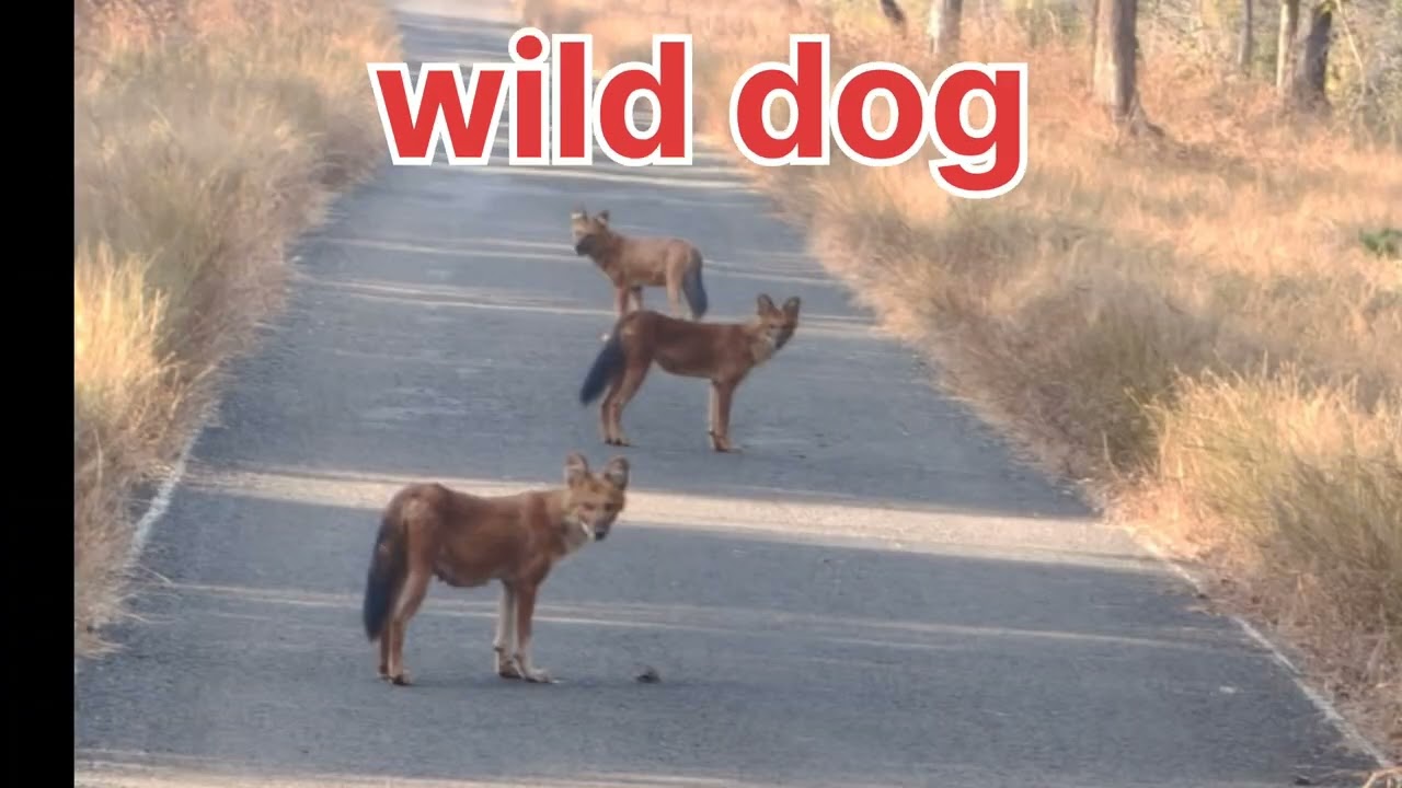 Jangal safari//Tiger Reserve//wild animals को सामने से देखने का बहुत ही मज़ा आने वाला है #blogs 