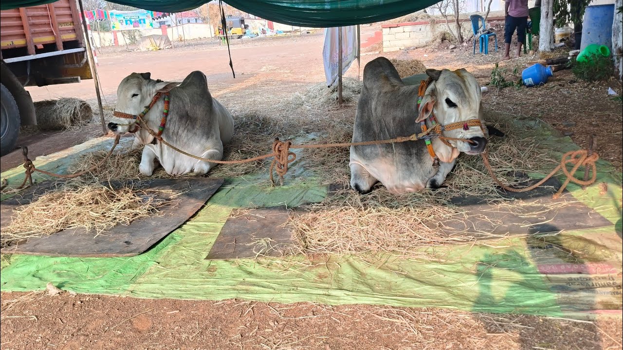 కొనిదేల 6పళ్ళ విభాగం పోటీలకు వచ్చిన బీరం బుల్స్..