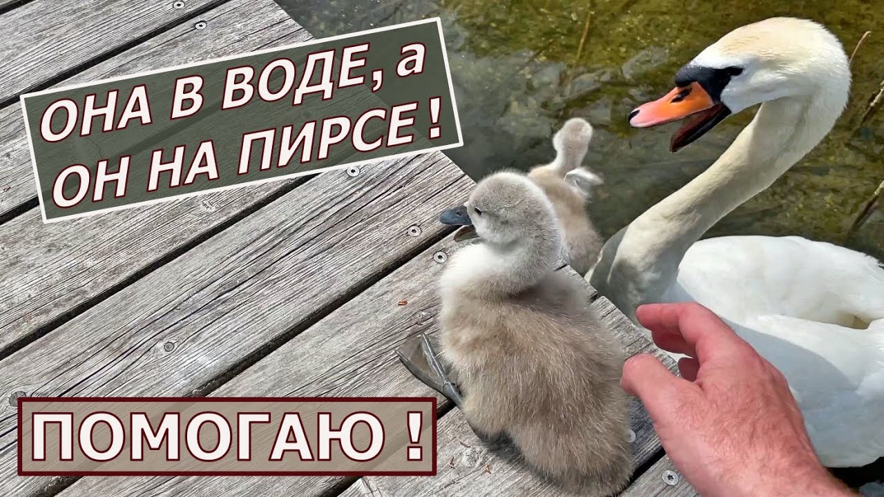 Как я помог птенцам лебедей. Австрия, горное озеро