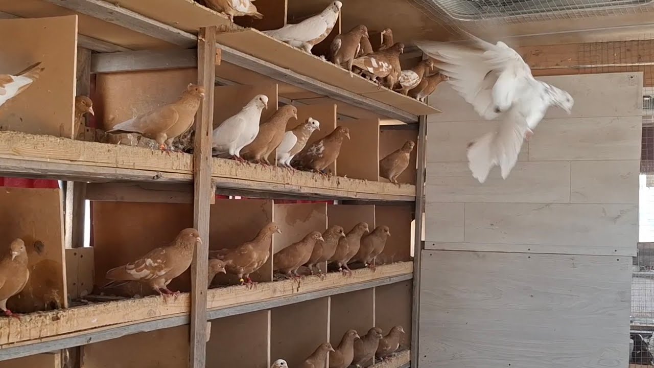 АНОНС! Голубеводы Нальчика!