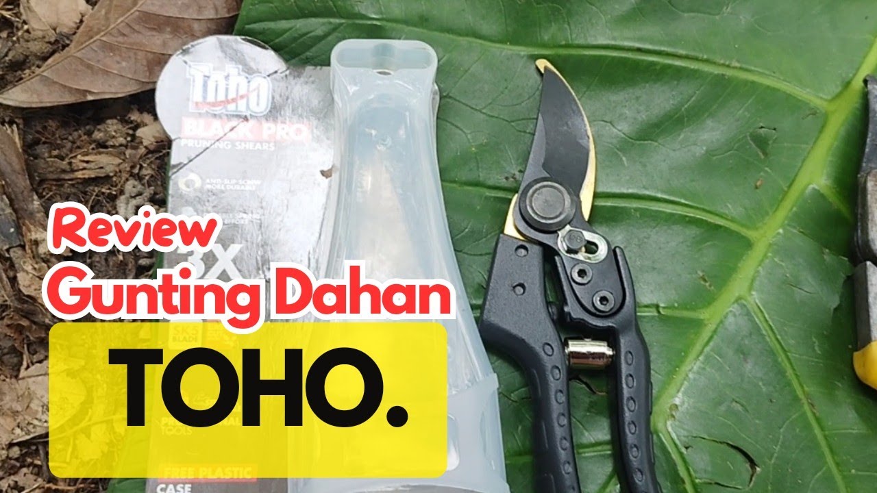 Review Gunting Dahan Toho Black Pro, Ternyata...