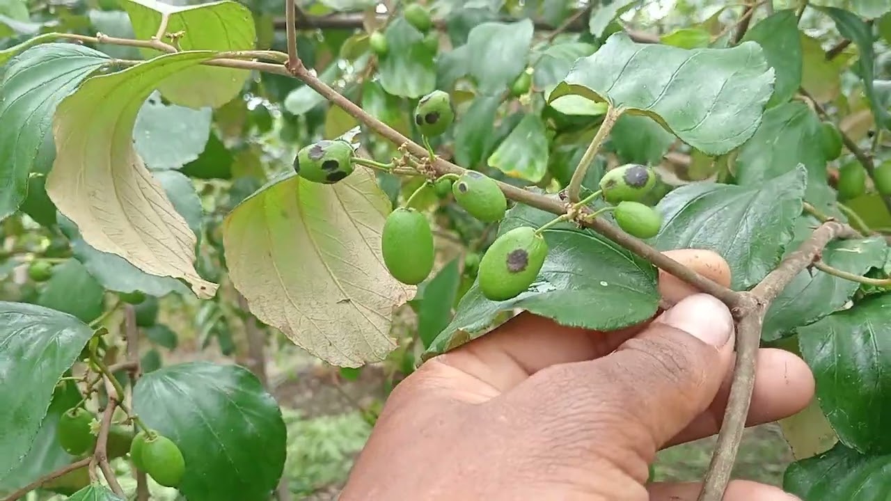 বড়ই বাগানের পরিচর্যা..! 