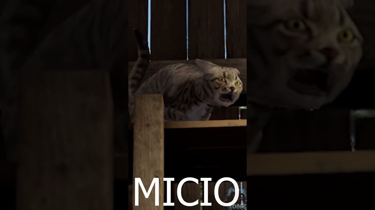 Gatto molto INC
