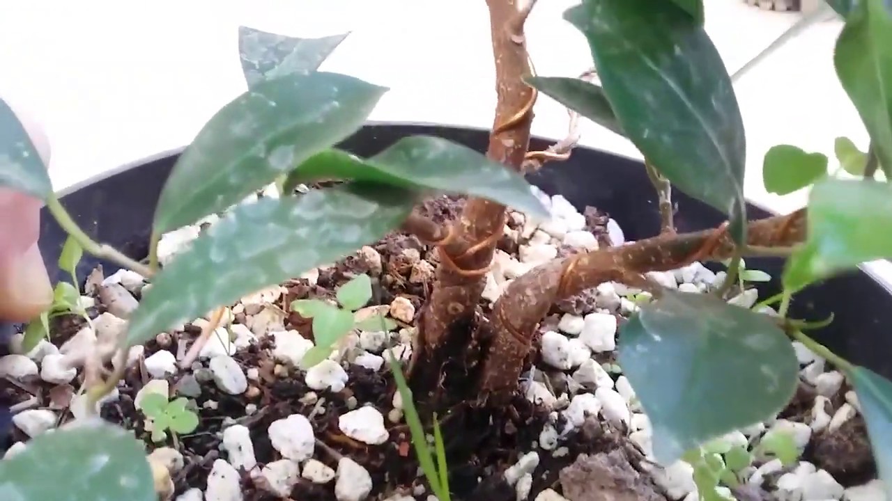 Bonsai'de Kış mevsimi ve kışın bazı türlerdeki etkileri.