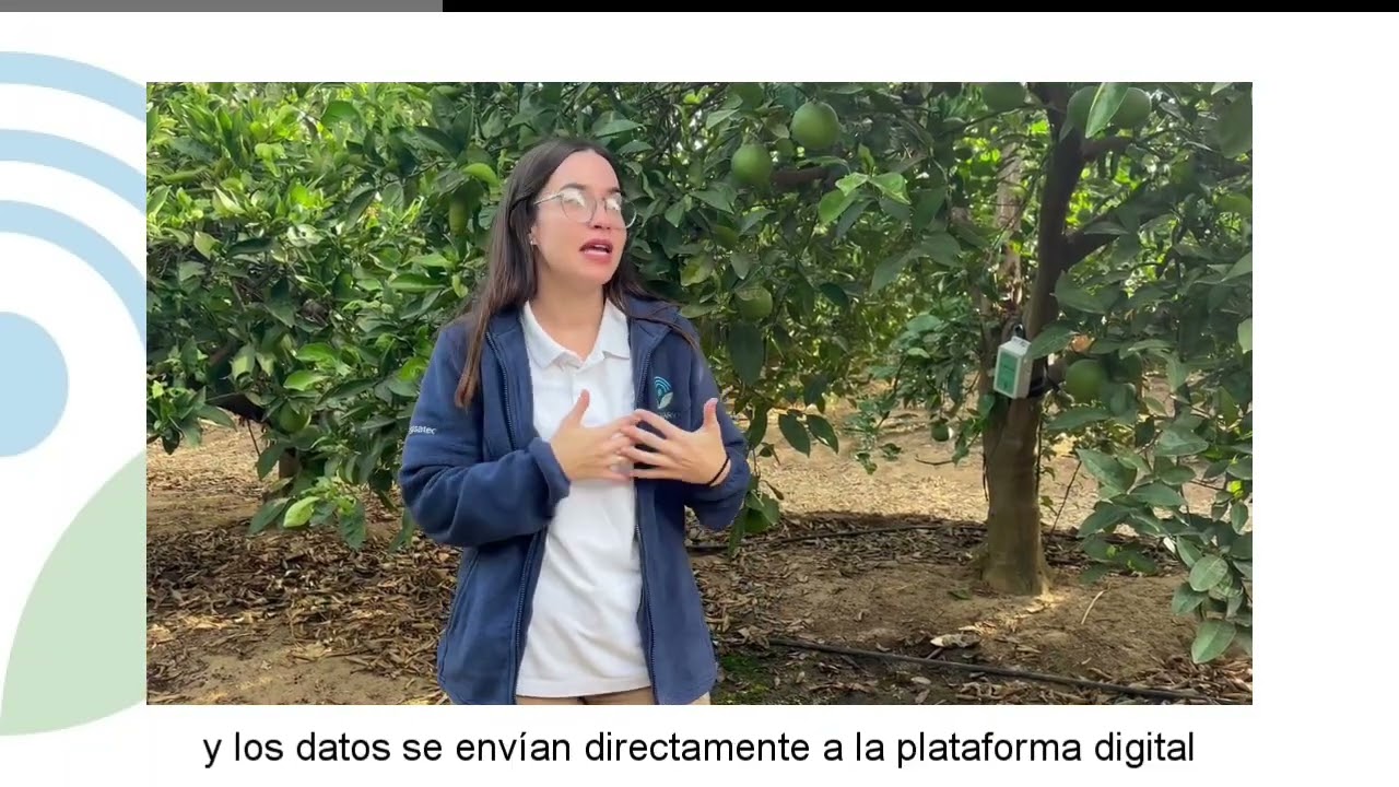 Sensor de savia en explotación Demofarm de cítricos [La Rinconada, Sevilla]
