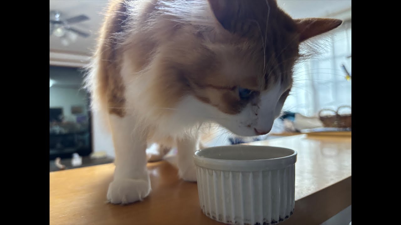 何だろう？｜1231（水）8：26～　Cat and gluttonous rabbit