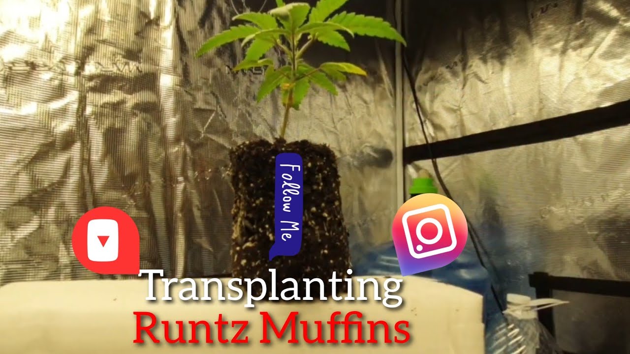 Nursery to 1gl (Day 26 veg) do-si-do, gookies, skunk hero. blue gelato ,Girl Scout top dressing