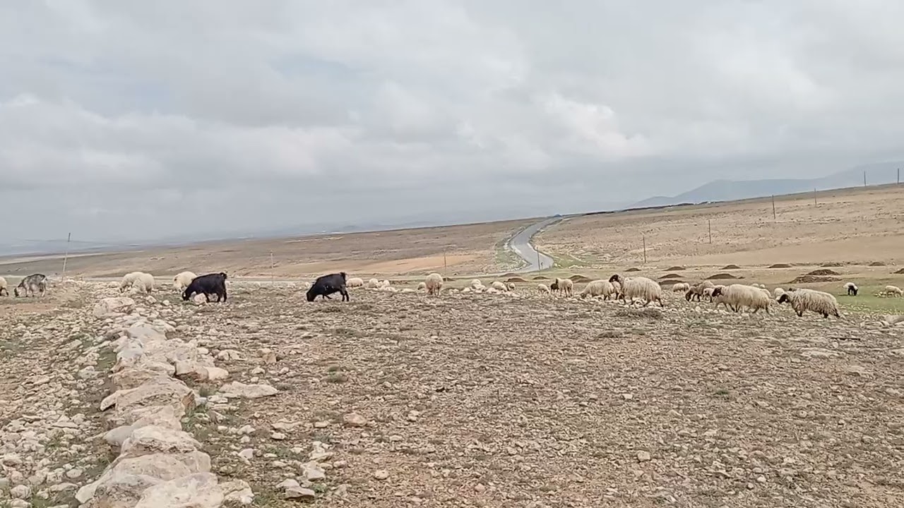 Huzur dağlarda çan sesi ve kuş sesleri eşliğinde doğa.