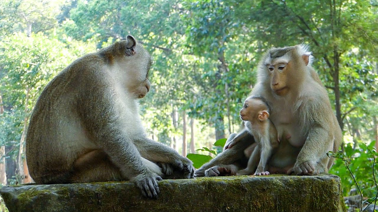 Gentle peaceful moments |Rina the baby lip smacks to king Mak after mom introduces her