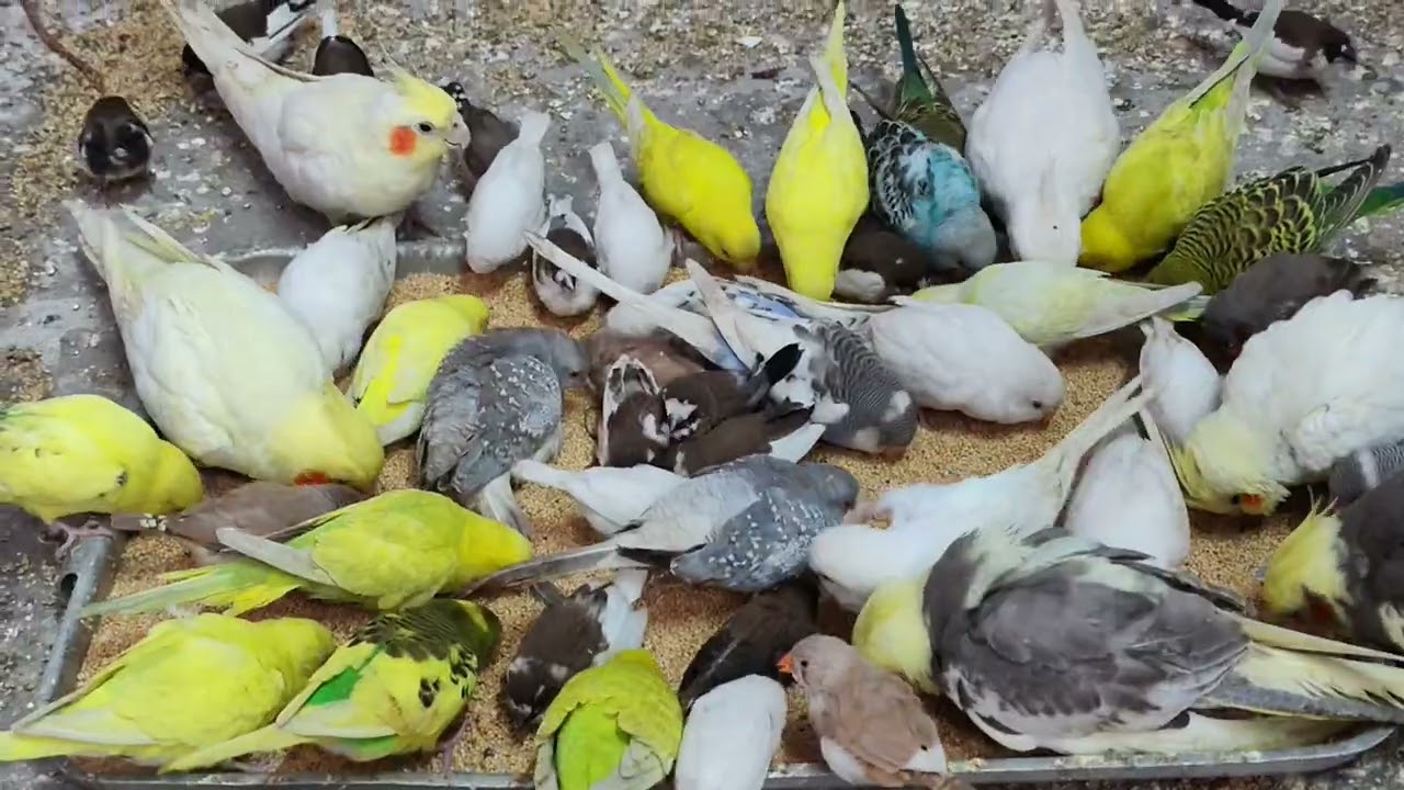 #birds #cocktails #bengali finches#budgies