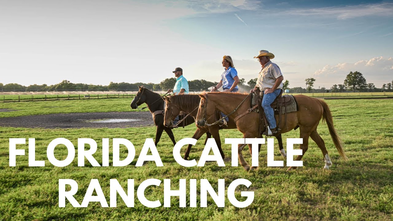 The Challenges of Cattle Ranching in Florida