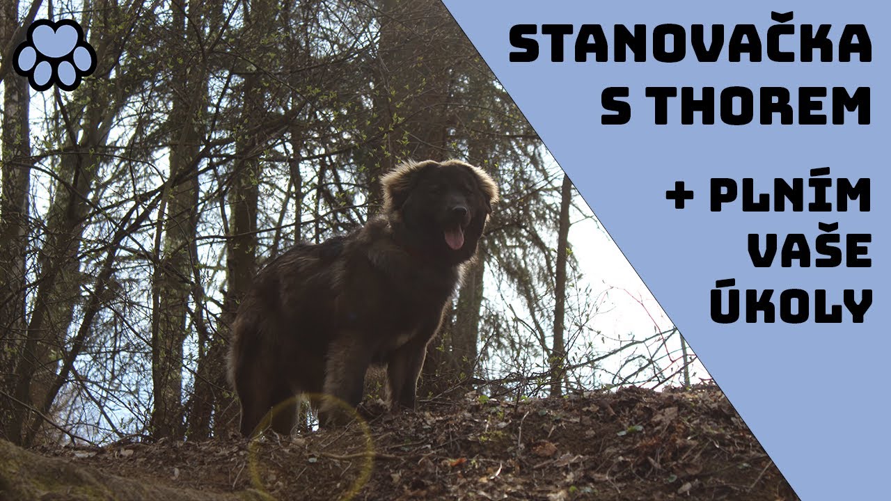 Stanovačka se psem l vlog