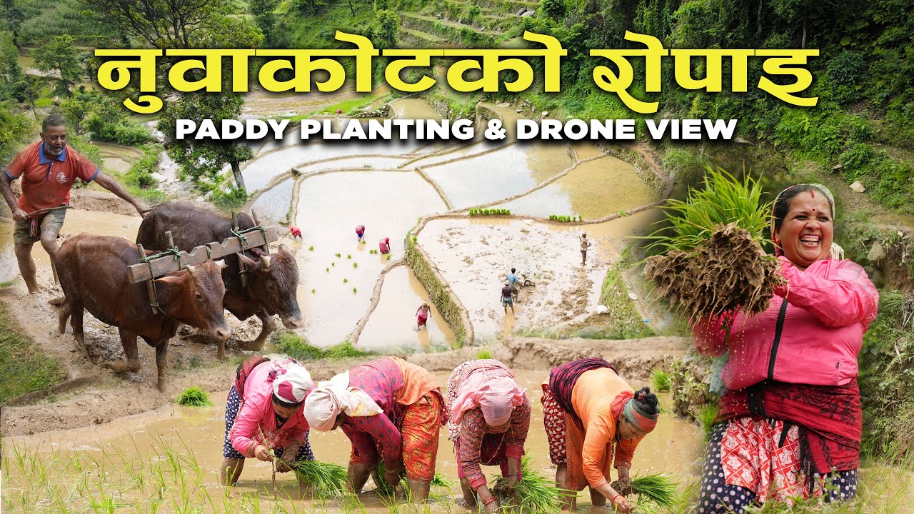 Paddy Planting Festival in Nepal 🇳🇵 | Nuwakot Village Life During Asar 15 |