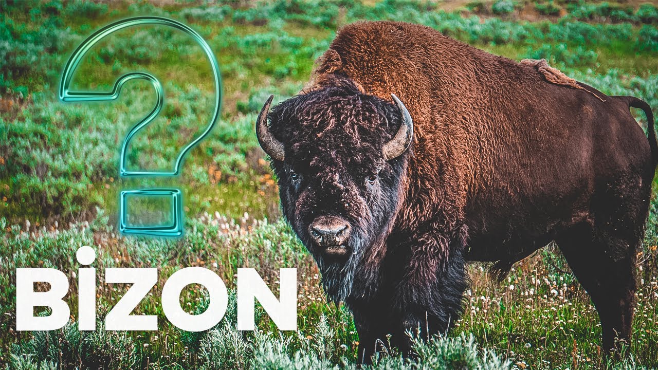 Bizon | Çıxardıqları səs 7 kilometrdən eşidilir? 🐃