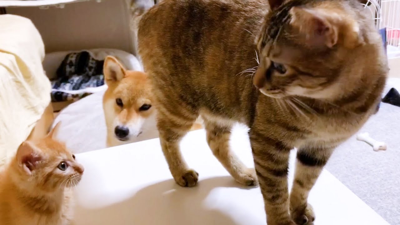 一緒に遊びたいけど…子猫の後ろについて回る先住猫とペロペロ攻撃が絶えない柴犬
