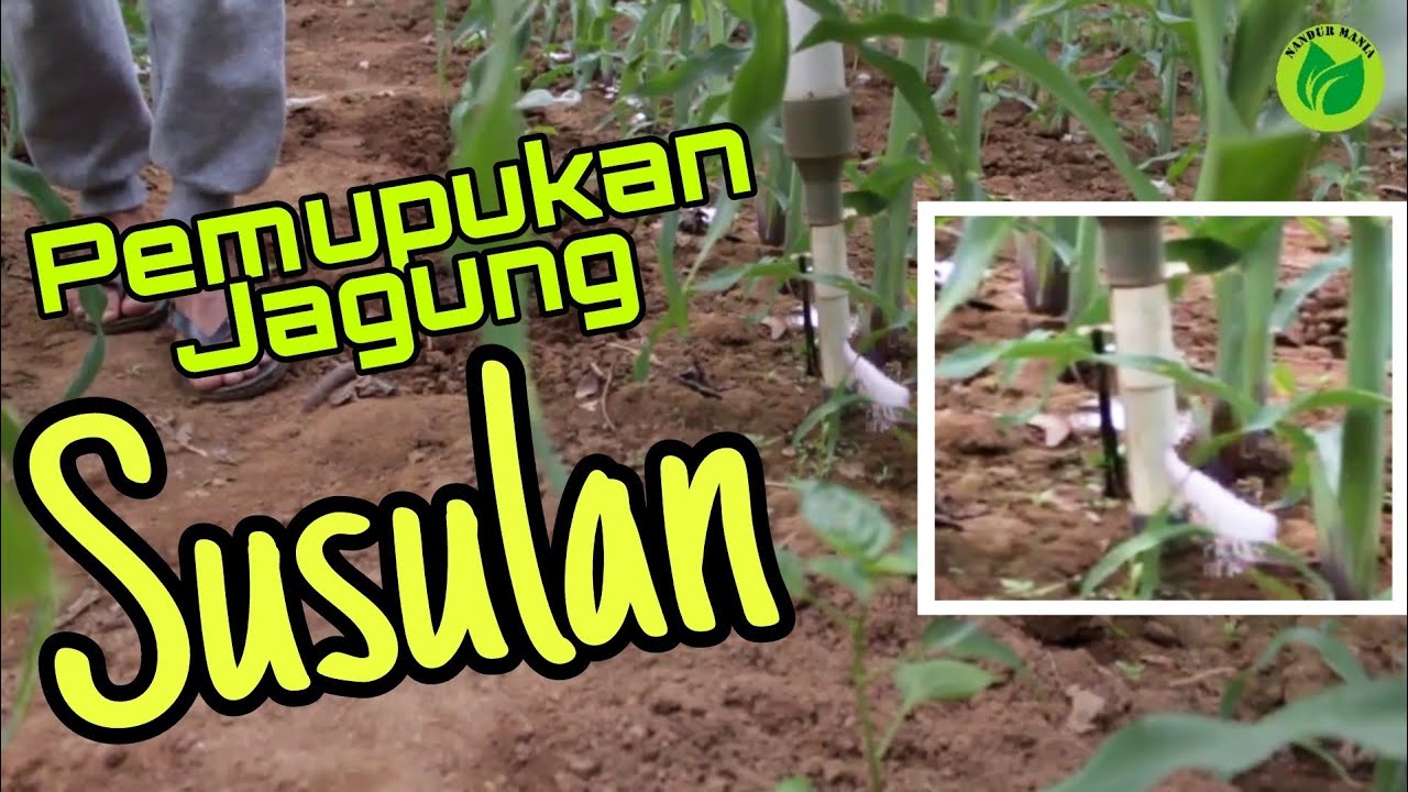 Pemupukan Jagung Susulan