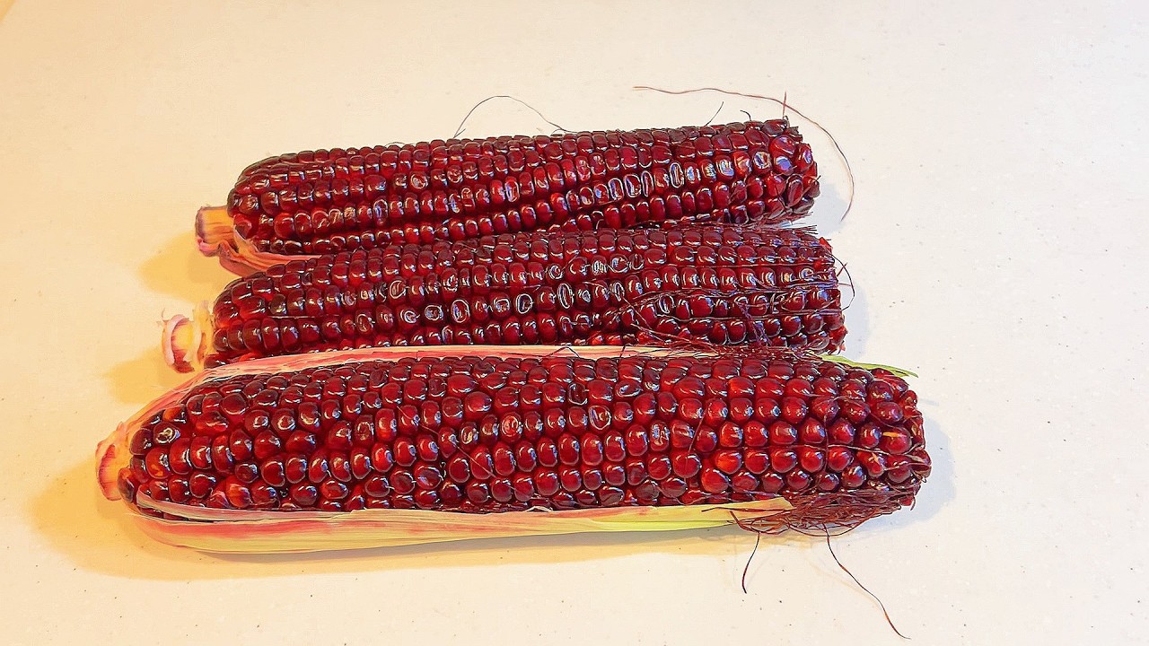 POWERFUL HEALTH BENEFITS OF PURPLE CORN  || PURPLE CORN  ||🌽🌽🌽