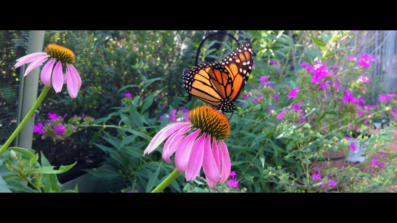 Native Texas Butterfly House & Garden 2020
