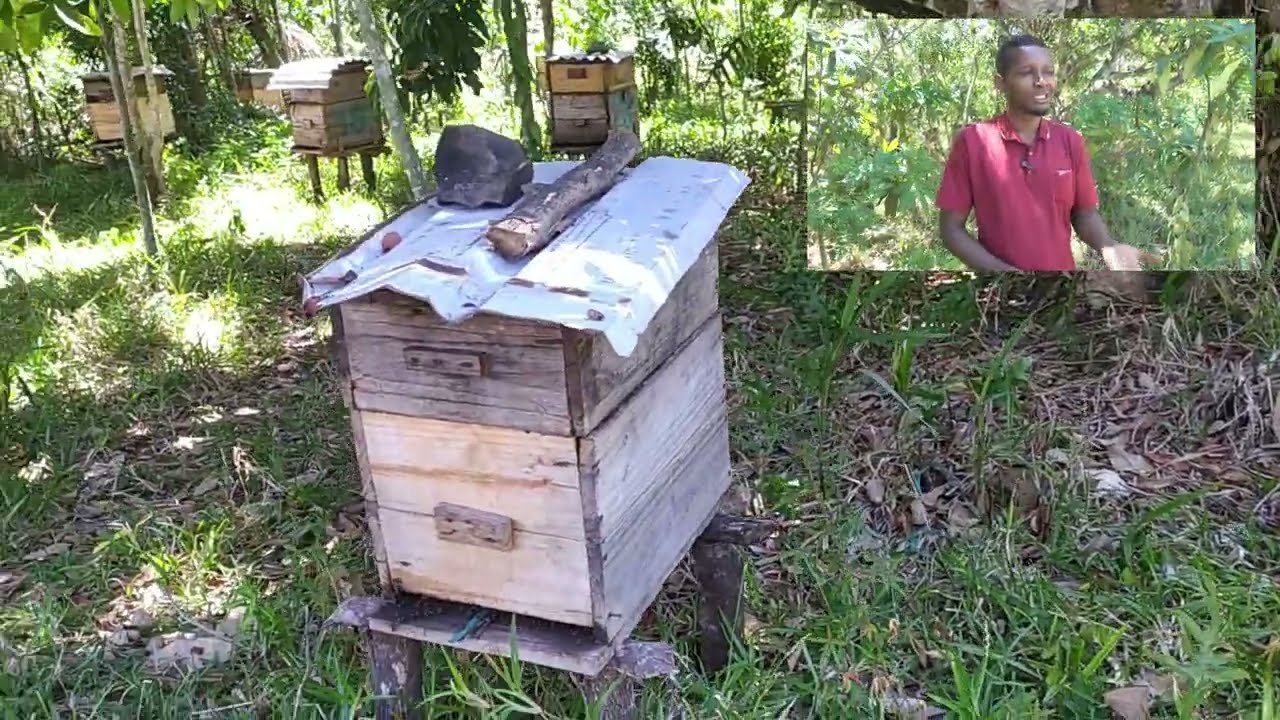 Apiculture à Madagascar : Anthony de Manakara