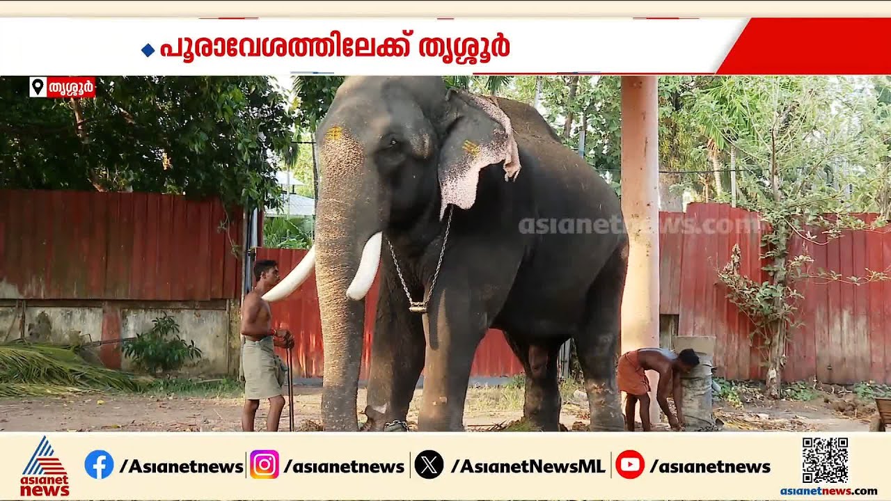 തൃശൂർ പൂരത്തിന് പാറമേക്കാവിലമ്മയുടെ തിടമ്പേറ്റാൻ ഗജരാജൻ തൃക്കടവൂർ ശിവരാജു |Thrissur Pooram